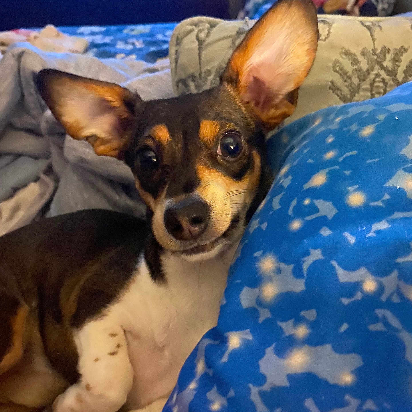 Benny joined the competition — help win amazing prizes! animal, beagle, bed, bedroom, blanket, bulldog, canine, chihuahua, cockerspaniel, couch, cushion, dog, furniture, homedecor, hound, indoors, linen, pet, puppy, room