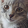Whiskey is registered to the contest to win money with this photo: amber_eyes, animal, cat, close_up, curious, cute, detailed, domestic_cat, ears, face, feline, fur, indoor, muzzle, nose, pet, portrait, soft_light, tabby, whiskers