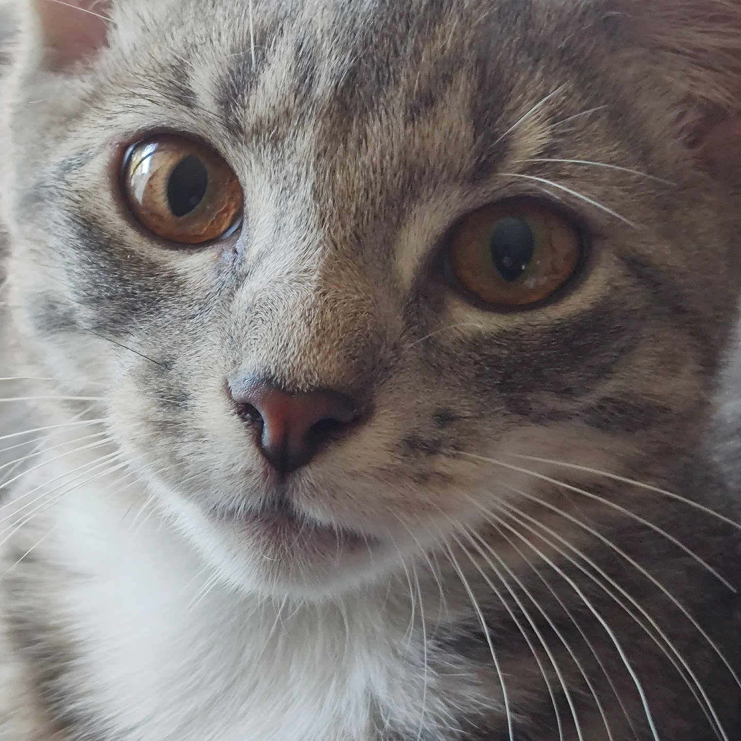 Whiskey