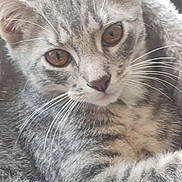 Whiskey is registered to the contest to win money with this photo: animal, blanket, cat, close_up, cozy, cute, ears, eyes, face, fur, indoor, kitten, mammal, nose, pet, resting, soft, tabby, whiskers, young