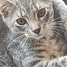 animal, blanket, cat, close_up, cozy, cute, ears, eyes, face, fur, indoor, kitten, mammal, nose, pet, resting, soft, tabby, whiskers, young