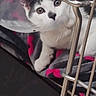animal, blanket, cat, close_up, cone, curious, cute, domestic, fur, gray, indoor, kitten, metal_cage, paw, pet, pink, protective_collar, resting, whiskers, young