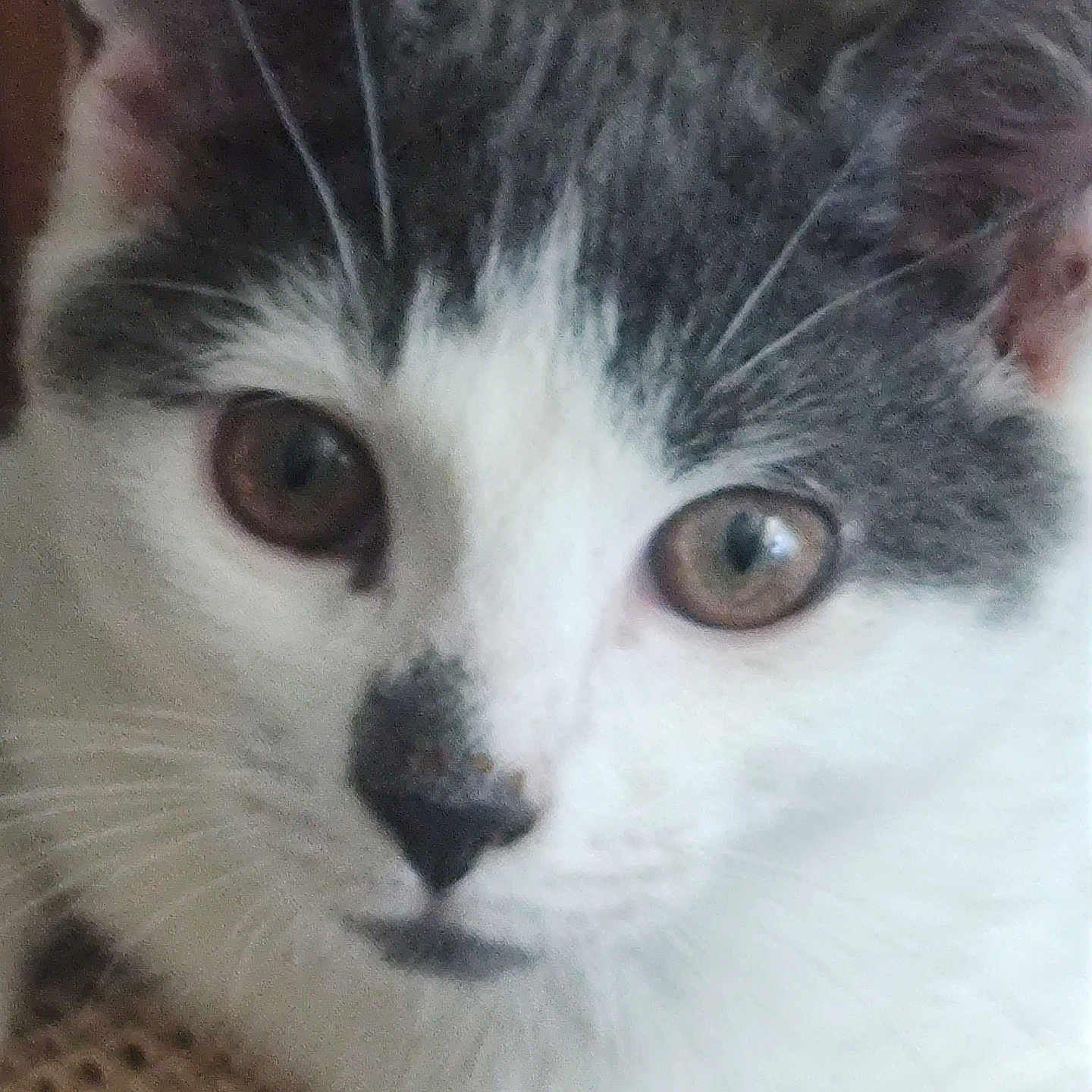 Jd