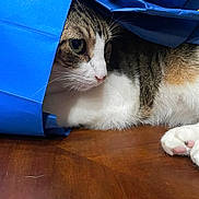 Jinx joined the competition — help win amazing prizes! animal, blue_paper_bag, brown_fur, cat, closeup, curious, domestic_cat, fur, indoor, paw, pet, pink_nose, playful, relaxed, resting, side_view, tabby, whiskers, white_fur, wooden_table