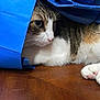 animal, blue_paper_bag, brown_fur, cat, closeup, curious, domestic_cat, fur, indoor, paw, pet, pink_nose, playful, relaxed, resting, side_view, tabby, whiskers, white_fur, wooden_table