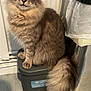 cat, fluffy, long_hair, sitting, indoor, step_stool, trash_bin, curious, pet, feline, floor, tail, ears, whiskers, domestic_animal, gray, brown, yellow_eyes, household, looking_up
