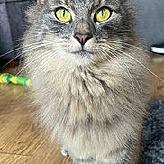 Prince is registered to the contest to win money with this photo: cat, tabby, fluffy, yellow_eyes, indoor, wooden_floor, pet, feline, whiskers, closeup, walking, living_room, carpet, domestic_animal, cute, animal, mammal, portrait, fur, curious