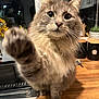 cat, gray_cat, fluffy, paw, reaching_paw, indoor, kitchen, wooden_counter, window, plant, canisters, domestic_cat, pet, feline, close_up, curious, whiskers, fur, animal, cute