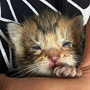 Tigger joined the competition — help win amazing prizes! kitten, cat, baby_animal, sleepy, paw, hand, close_up, fur, whiskers, tiny, cute, animal, pet, young, mammal, feline, soft, comfort, resting, human_hand