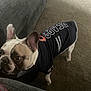 Bruno joined the competition — help win amazing prizes! animal, bostonbull, boxer, bulldog, canine, couch, dog, frenchbulldog, furniture, pet, pitbull, policedog, pug, puppy, whitedog
