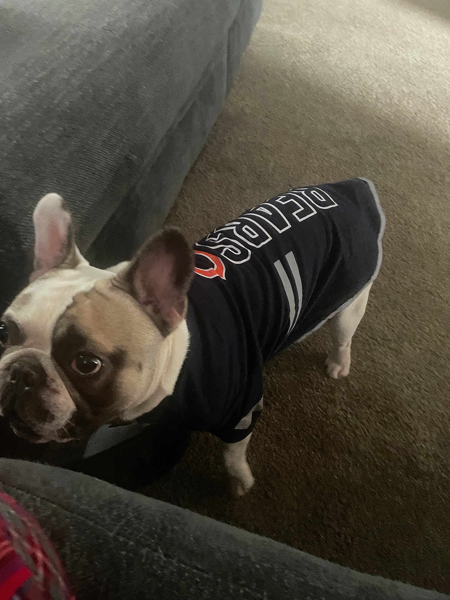 Bruno joined the competition — help win amazing prizes! animal, bostonbull, boxer, bulldog, canine, couch, dog, frenchbulldog, furniture, pet, pitbull, policedog, pug, puppy, whitedog