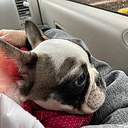 Bruno joined the competition — help win amazing prizes! accessories, animal, belt, blanket, bodypart, bostonbull, boxer, bulldog, canine, cushion, dog, finger, frenchbulldog, hand, homedecor, hound, person, pet, pitbull, puppy