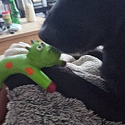 Skye participe au concours pour gagner de l'argent avec cette photo : black_dog, blanket, blurred, bottle, chew_toy, close_up, couch, dog, dvd_stack, fuzzy_blanket, green_toy, indoor, living_room, orange_spots, pet, playful, relaxed, shelf, snout, soft_texture