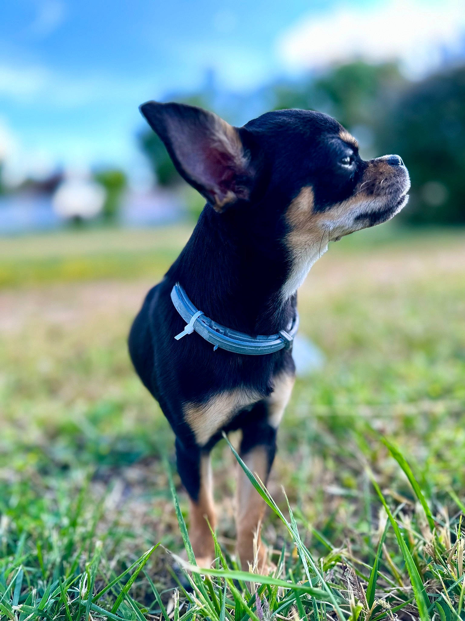 Baby participe au concours pour gagner de l'argent avec cette photo : carnivore, cloud, collar, companion_dog, dog, dog_breed, dog_collar, electric_blue, fashion_accessory, fawn, grass, grassland, leash, pasture, plant, sky, terrier, toy_dog, whiskers, working_animal