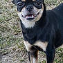 animal, black, canine, cute, dog, ears, eyes, face, friendly, fur, grass, mammal, nose, outdoor, pet, small_dog, smiling, standing, tan, teeth