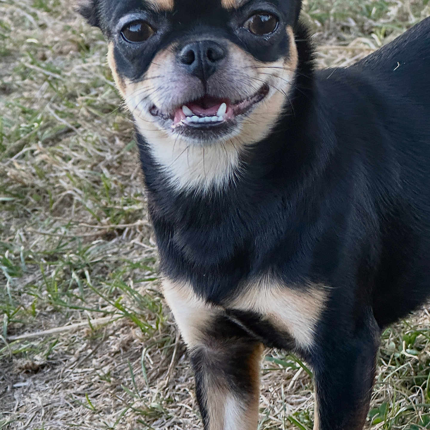 Baby participe au concours pour gagner de l'argent avec cette photo : animal, black, canine, cute, dog, ears, eyes, face, friendly, fur, grass, mammal, nose, outdoor, pet, small_dog, smiling, standing, tan, teeth