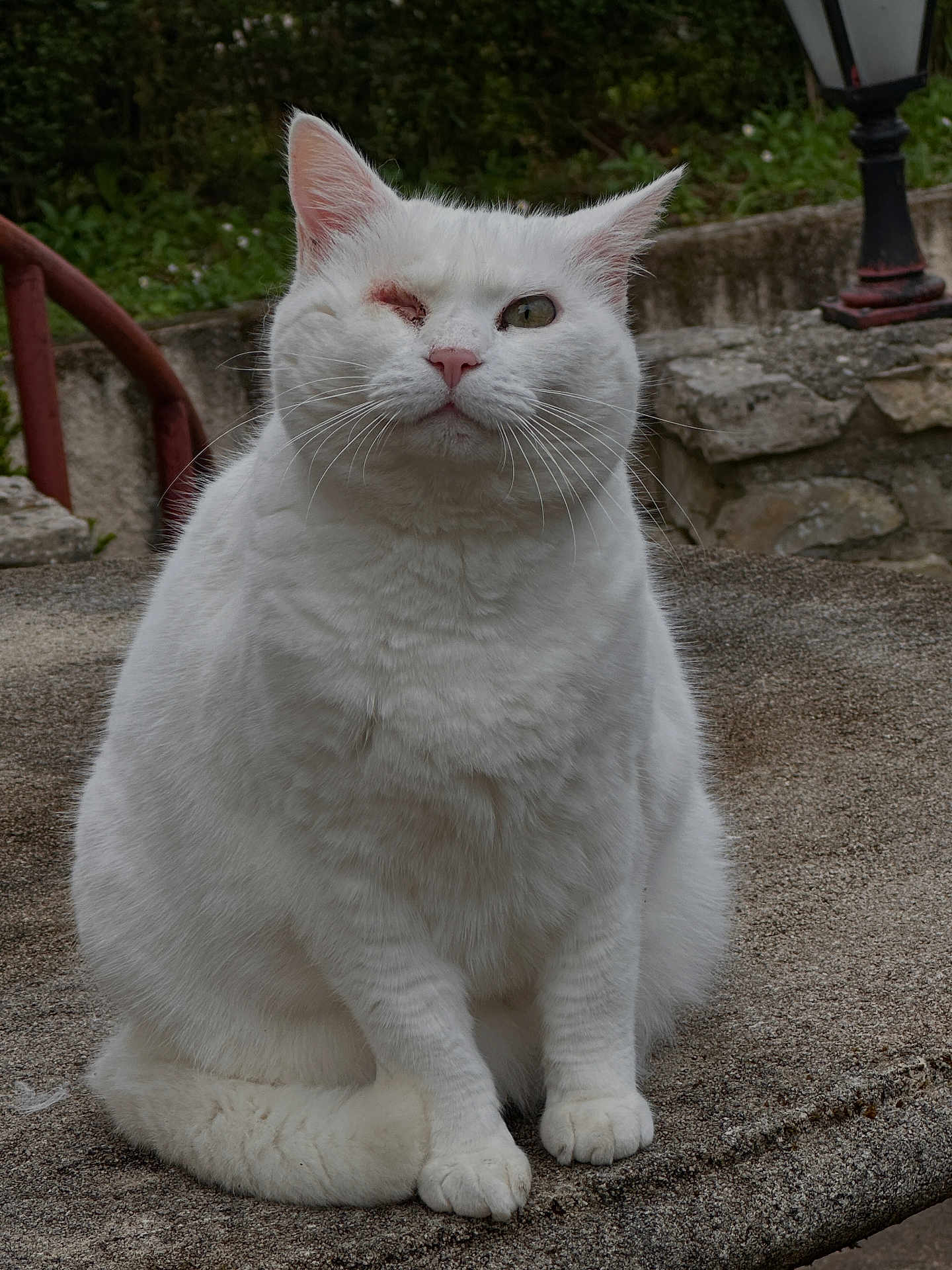 Miau Miau participe au concours pour gagner de l'argent avec cette photo : white_cat, cat, animal, outdoor, stone_surface, fluffy_fur, one_eye_closed, winking, pet, feline, sitting, nature, greenery, lamp_post, railing, calm, portrait, close_up, cute, domestic_animal