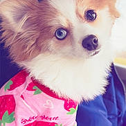 Pixie joined the competition — help win amazing prizes! dog, small_dog, fluffy, heterochromia, blue_eye, brown_eye, strawberry_sweater, pink_clothing, cute, pet, inside_car, head_tilt, fur, animal, portrait, closeup, seat, leopard_print_blanket, soft_light, adorable