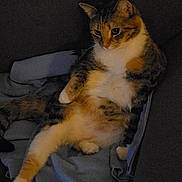 Francie joined the competition — help win amazing prizes! cat, feline, pet, animal, tabby, calico, relaxed, lounging, blanket, soft, indoor, cozy, fur, whiskers, paw, tail, cute, resting, companion, domestic