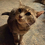 Pixie May is registered to the contest to win money with this photo: cat, tabby_cat, pet, animal, whiskers, fur, carpet, indoor, curious, close_up, domestic_cat, looking_up, four_legs, ears, tail, mammal, feline, cute, attention, soft_lighting