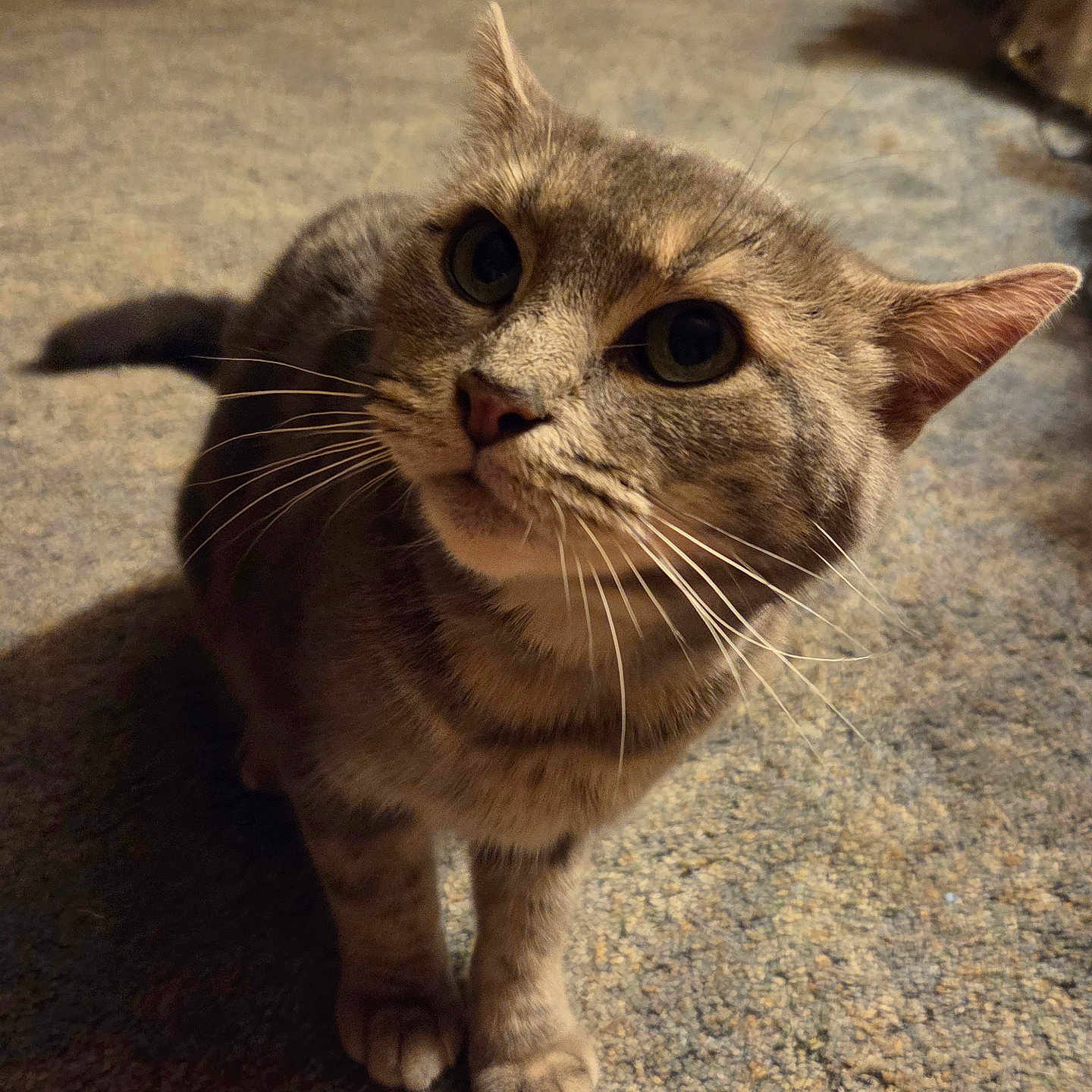 Pixie May is registered to the contest to win money with this photo: animal, attention, carpet, cat, close_up, curious, cute, domestic_cat, ears, feline, four_legs, fur, indoor, looking_up, mammal, pet, soft_lighting, tabby_cat, tail, whiskers