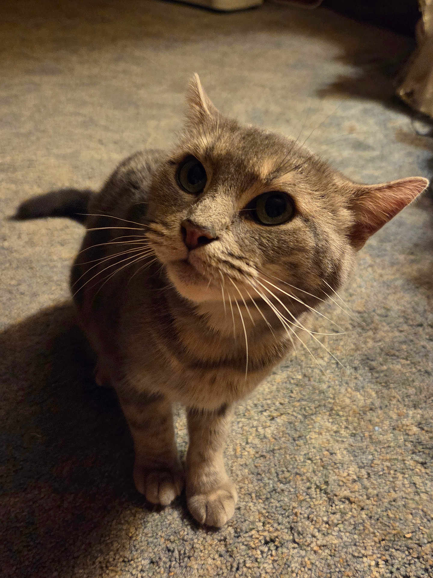 Pixie May