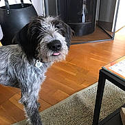Simba a rejoint le concours — aidez-le/la à gagner de superbes lots ! animal, black_and_gray_fur, canine, collar, cozy, dog, domestic, flooring, furniture, home, indoors, looking, pet, rug, scruffy, standing, table, tag, tongue_out, wooden_floor