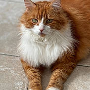 Louki a rejoint le concours — aidez-le/la à gagner de superbes lots ! cat, orange_cat, white_fur, fluffy, pet, animal, feline, lying_down, paws, indoor, floor, tile_floor, portrait, close_up, whiskers, ears, green_eyes, fur, relaxed, domestic_animal