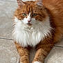 cat, orange_cat, white_fur, fluffy, pet, animal, feline, lying_down, paws, indoor, floor, tile_floor, portrait, close_up, whiskers, ears, green_eyes, fur, relaxed, domestic_animal