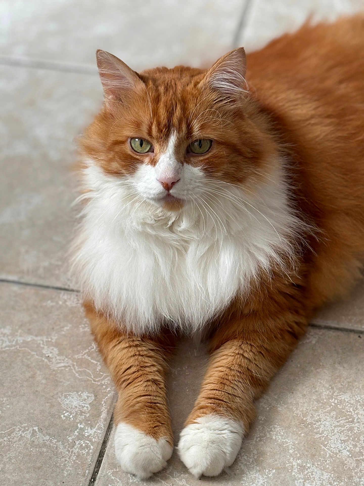 Louki a rejoint le concours — aidez-le/la à gagner de superbes lots ! cat, orange_cat, white_fur, fluffy, pet, animal, feline, lying_down, paws, indoor, floor, tile_floor, portrait, close_up, whiskers, ears, green_eyes, fur, relaxed, domestic_animal