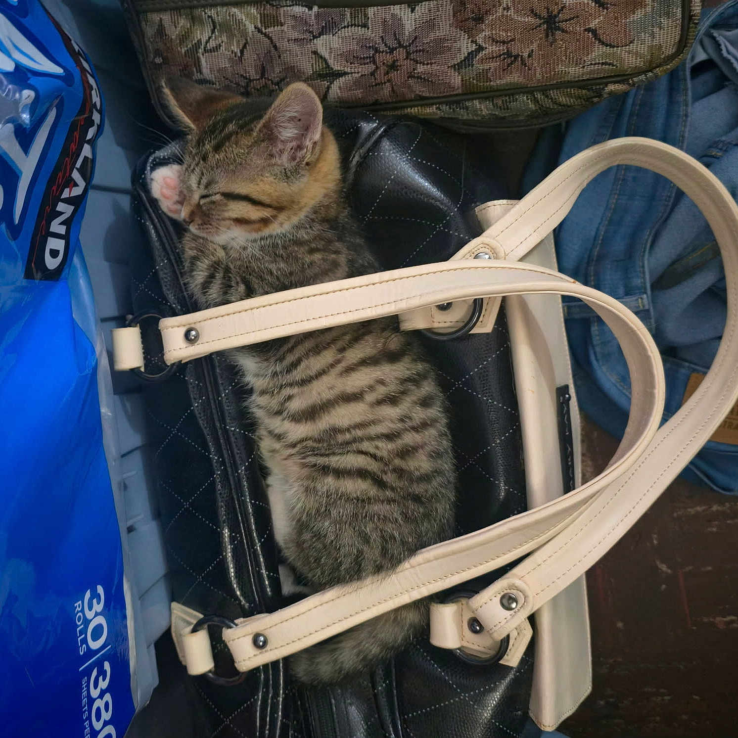 Brownie is registered to the contest to win money with this photo: black_bag, cat, cozy, cream_straps, cute, denim, domestic_cat, fabric, feline, handbag, household_items, indoor, kitten, pet, resting, sleeping, small_animal, striped, tabby, toilet_paper