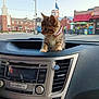 animal, building, car_interior, cat, church, collar, curious, cute, dashboard, daylight, domestic_animal, flag, fur, kitten, parking_lot, pet, small, street, vehicle, window