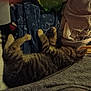 Travis joined the competition — help win amazing prizes! animal, blanket, cat, clothing, cozy, fabric, fur, home, indoor, kitten, paw, pet, pile, quiet, relaxed, resting, sleeping, soft, striped, tabby