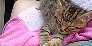 Travis joined the competition — help win amazing prizes! animal, car_interior, casual, cat, clothing, cozy, cute, feline, fur, kitten, lap, paw, person, pet, relaxation, shoe, sleeping, tabby, towel, young