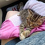 animal, car_interior, casual, cat, clothing, cozy, cute, feline, fur, kitten, lap, paw, person, pet, relaxation, shoe, sleeping, tabby, towel, young