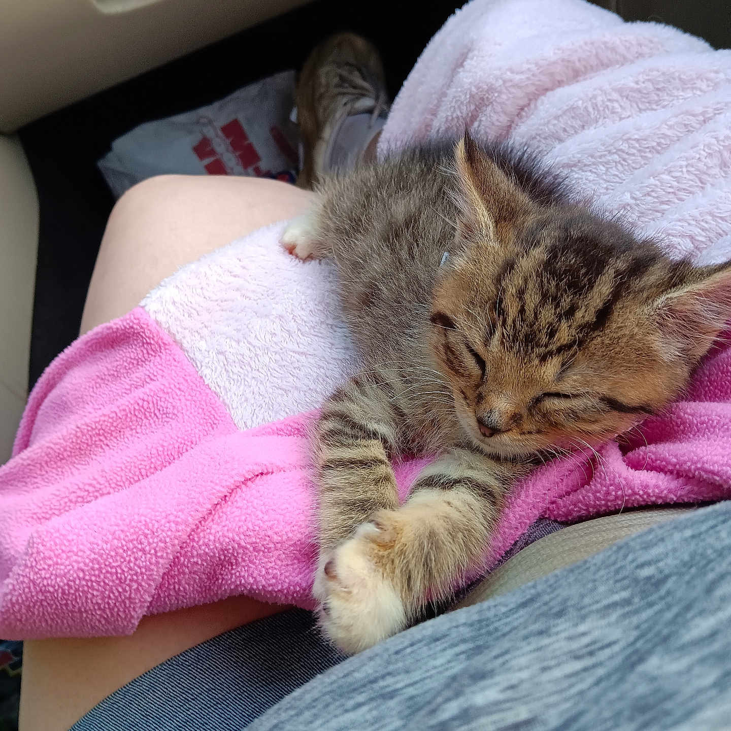 Travis joined the competition — help win amazing prizes! animal, car_interior, casual, cat, clothing, cozy, cute, feline, fur, kitten, lap, paw, person, pet, relaxation, shoe, sleeping, tabby, towel, young