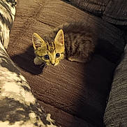 Travis joined the competition — help win amazing prizes! animal, brown, cat, couch, cozy, curious, cute, ears, feline, fur, indoor, kitten, looking_up, pet, sitting, small, tabby, texture, whiskers, young