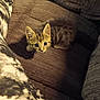 animal, brown, cat, couch, cozy, curious, cute, ears, feline, fur, indoor, kitten, looking_up, pet, sitting, small, tabby, texture, whiskers, young