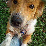 Rascal is registered to the contest to win money with this photo: animal, brown, canine, close_up, collar, cute, denim, dog, ears, friendly, fur, grass, looking_up, nature, outdoor, paws, pet, snout, tag, white
