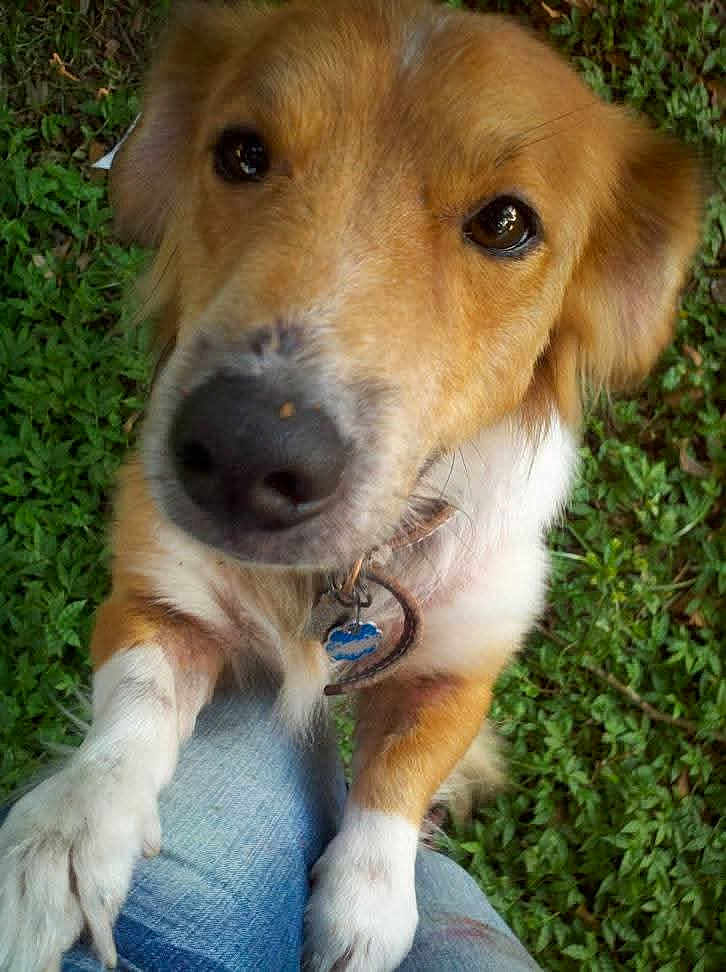 Rascal