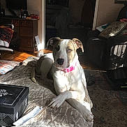 Bella is registered to the contest to win money with this photo: blanket, box, brown_and_white_dog, carpet, chair, collar, crossed_paws, cushion, dog, domestic_animal, doorway, furniture, indoor, living_room, pet, relaxed, resting, shadow, sunlight, wood_floor