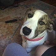 Bella is registered to the contest to win money with this photo: dog, brindle, white_coat, collar, indoor, rug, floor, pet, looking_up, curious, canine, close_up, domestic_animal, companion, animal, cute, friendly, sitting, legs, casual_clothing