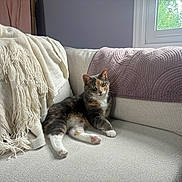 Georgia joined the competition — help win amazing prizes! blanket, calico_cat, cat, cozy, cushion, domestic_animal, feline, fur, home, indoor, mammal, paw, pet, pink_paw, quiet, relaxed, resting, sofa, sunlight, window