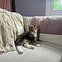 blanket, calico_cat, cat, cozy, cushion, domestic_animal, feline, fur, home, indoor, mammal, paw, pet, pink_paw, quiet, relaxed, resting, sofa, sunlight, window