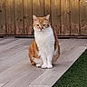 Zebulon a rejoint le concours — aidez-le/la à gagner de superbes lots ! cat, orange_cat, white_cat, pet, animal, sitting, portrait, outdoor, patio, wooden_wall, tile_floor, grass, upright, front_facing, whiskers, ears, eyes, fur, rustic, photography