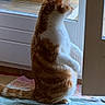 Zebulon participe au concours pour gagner de l'argent avec cette photo : cat, orange_and_white, standing, upright, profile, tail, fur, window, glass_door, indoors, home, quilt, blanket, wood, natural_light, watching, alert, pet, portrait, funny_pose