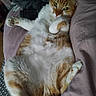 cat, orange_white_cat, tabby, pet, animal, feline, lying_down, belly_up, relaxed, sleeping_area, bed, pillows, indoor, close_up, fur, whiskers, ears, green_eyes, paws, cozy