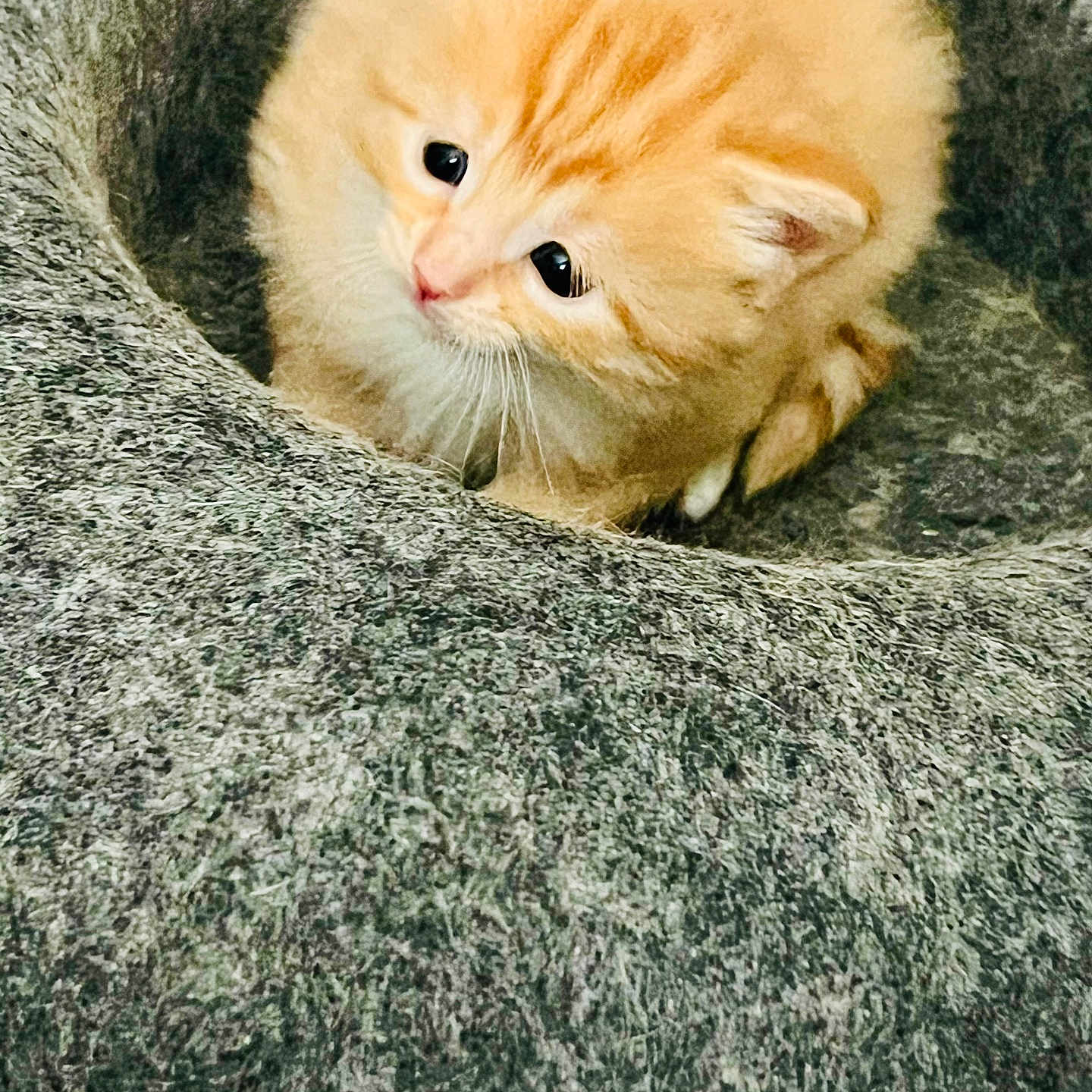Mango is registered to the contest to win money with this photo: adorable, animal, bed, cat, cozy, curious, cute, domestic_cat, ears, feline, furry, indoor, kitten, orange_cat, pet, resting, small, soft, whiskers, young