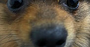 Lito is registered to the contest to win money with this photo: dog, close_up, face, fur, eyes, snout, pet, animal, curious, fluffy, brown, black, nose, whiskers, portrait, cute, mammal, canine, fuzzy, indoor