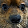 Lito joined the competition — help win amazing prizes! dog, close_up, face, fur, eyes, snout, pet, animal, cute, fluffy, muzzle, brown, black_nose, whiskers, portrait, looking, curious, soft, domestic_animal, canine